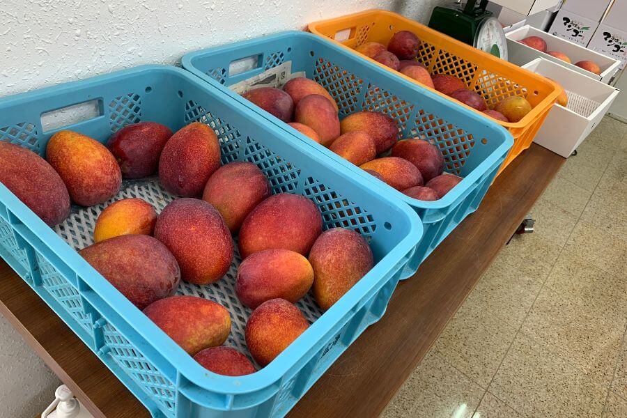 マンゴーファームひろ